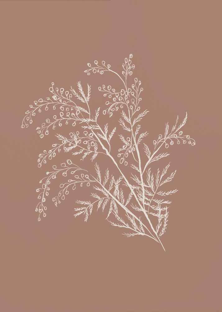 Acacia Botanische Afdeling | Poster