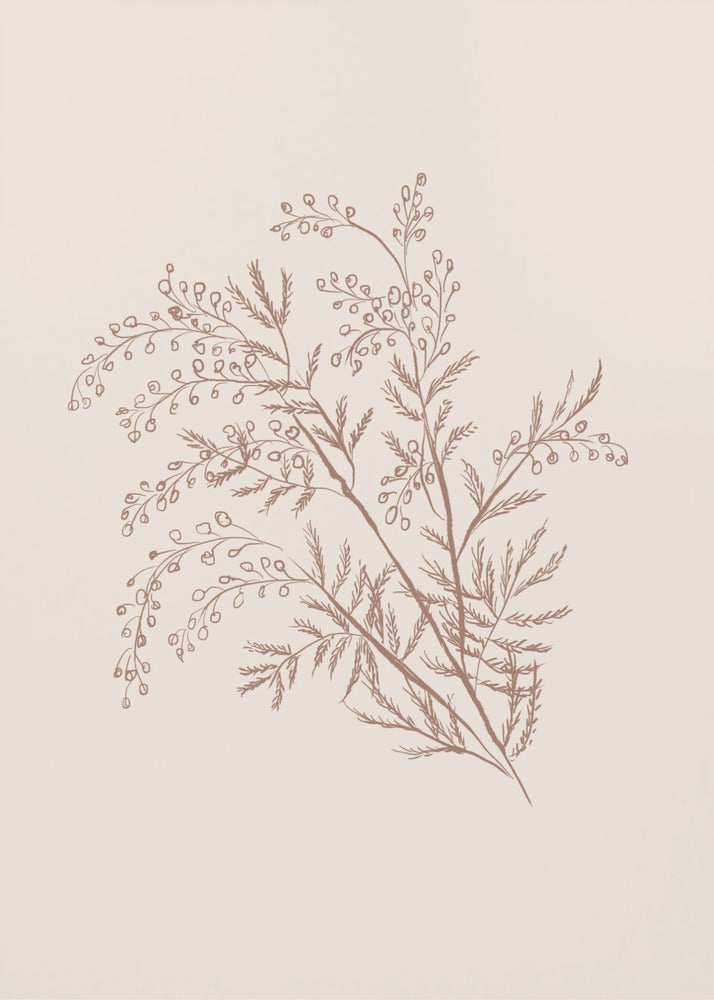 Acacia Botanische tak | Canvas