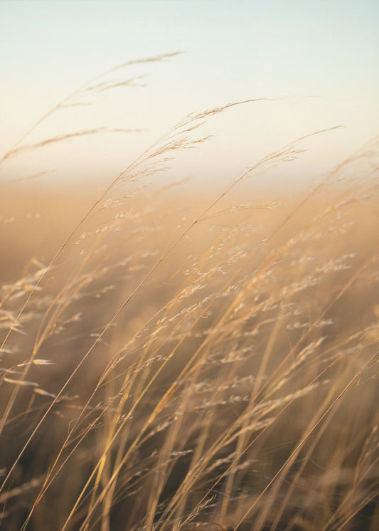 Gouden Prairiegras | Poster