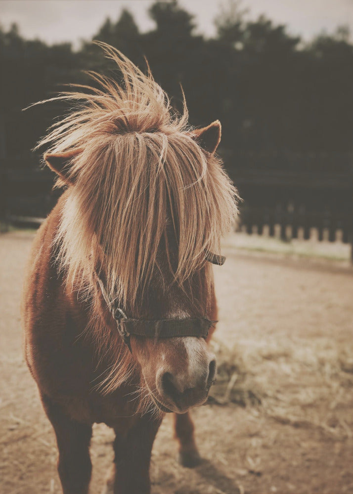 Pony met een ruige manen | Canvas