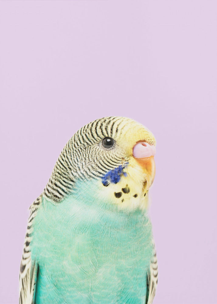 Badgie | Canvas