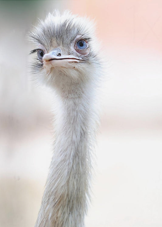 natuurlijke schoonheid | Poster