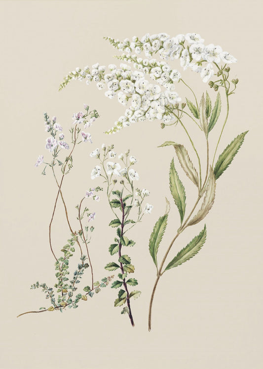 Veronica getekend door Sarah Featon (1848–1927) | Canvas