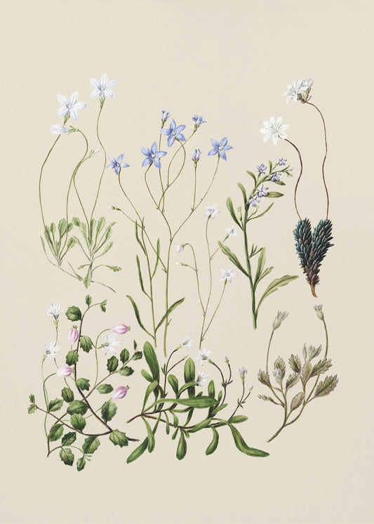 Wahlenbergia's getekend | Poster