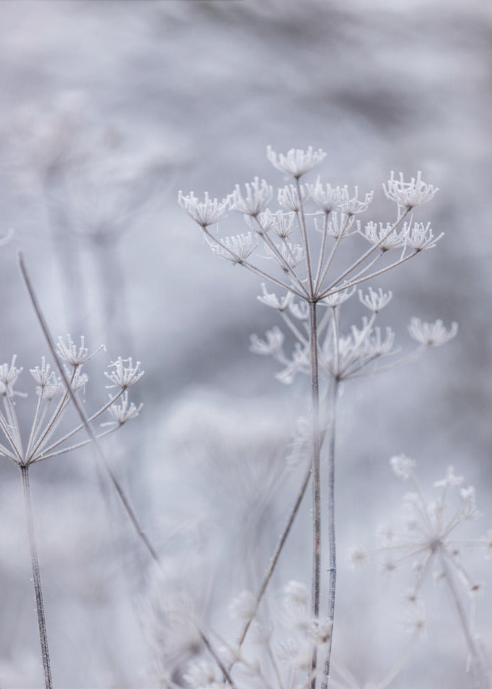 Frozen 5 | Canvas