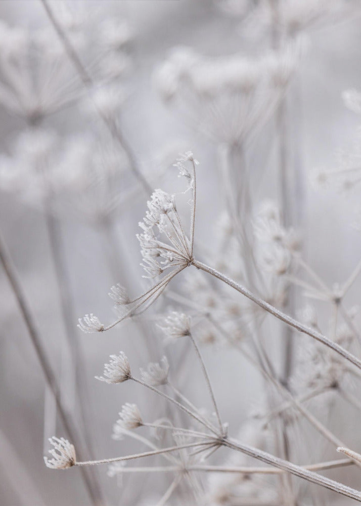Frozen 6 | Canvas