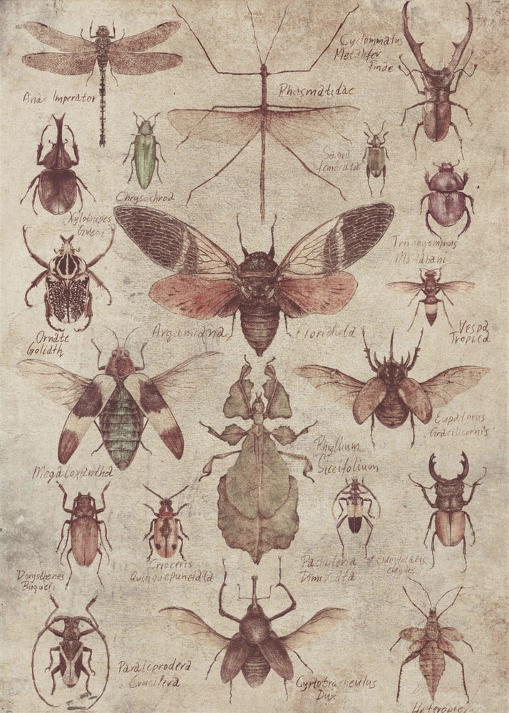Insecten in vintagestijl | Canvas