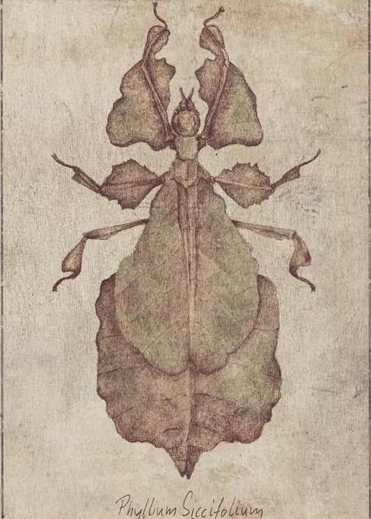 Phyllium Siccifolium Kopie | Poster