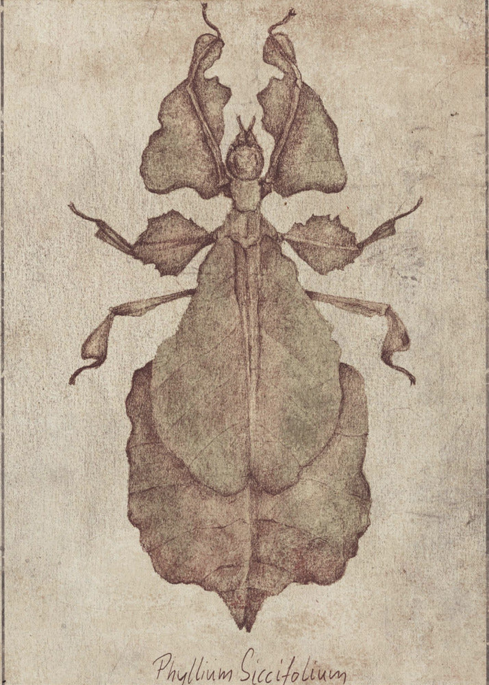 Phyllium Siccifolium Kopie | Canvas