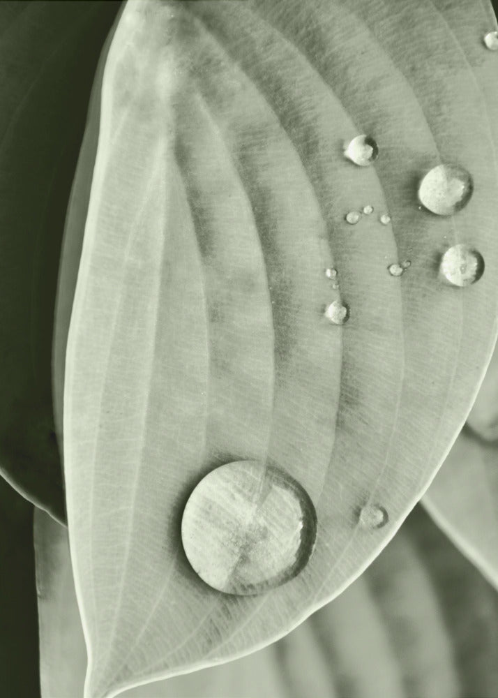 Dauw op blad elegantie | Canvas