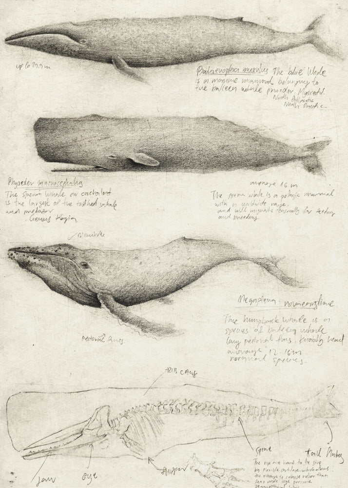 Sketches Of Various Whale | Poster