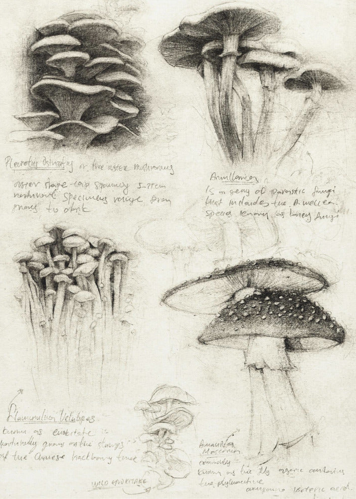 Verschillende botanische paddenstoelen | Canvas