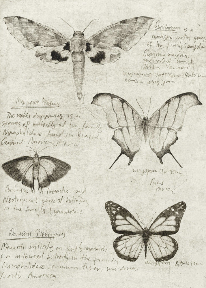 Butterfly Illustrations | Poster