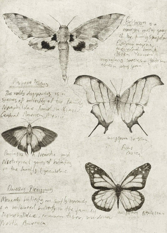 Vlinderillustraties | Poster