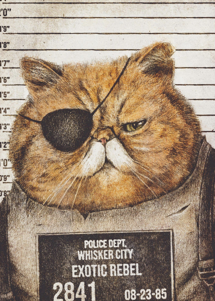 Grappige kat | Canvas