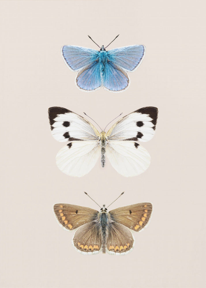 Engelse vlinders 2 | Canvas