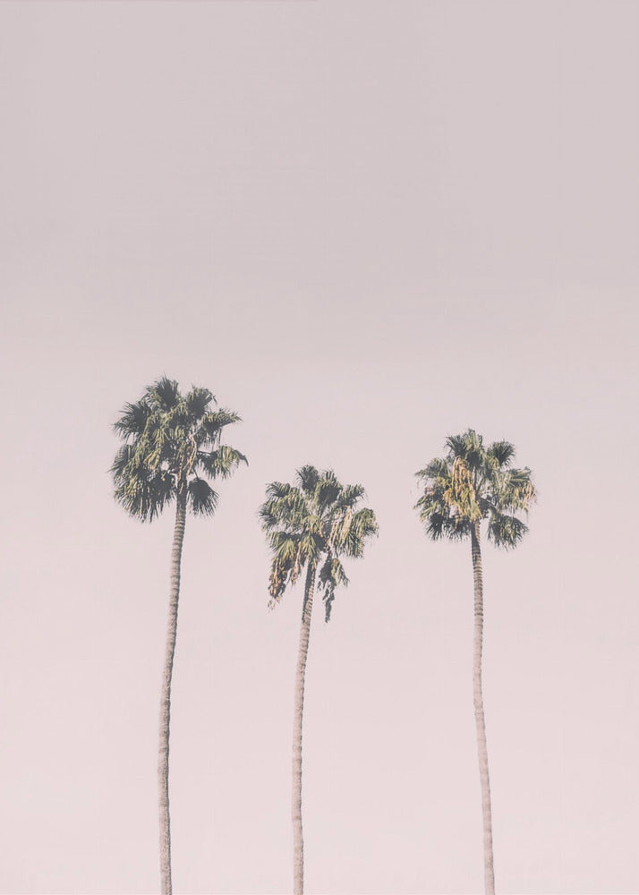 Palmen op roze | Canvas