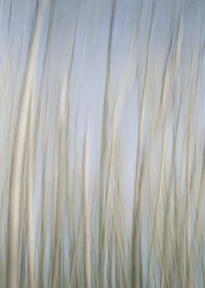Fluisterende bomen | Canvas