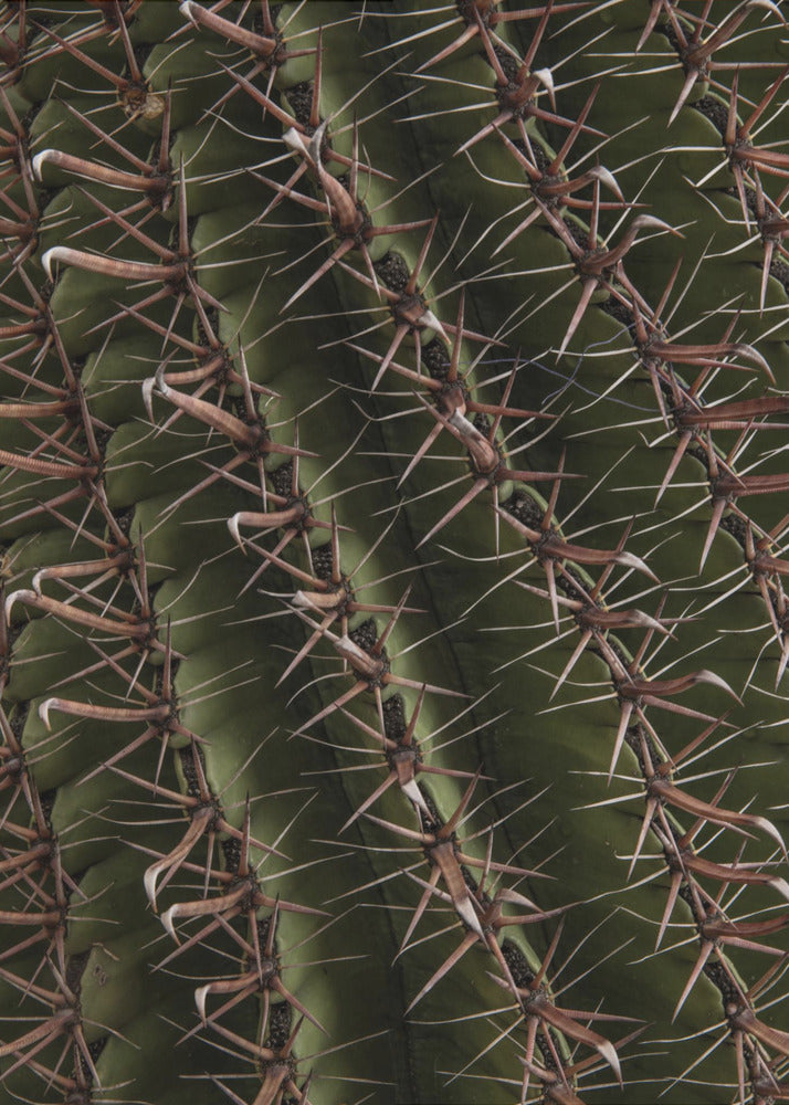Cactus Showcases | Canvas
