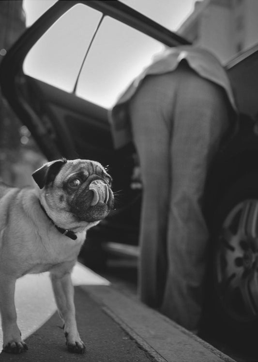 Zonder titel | Poster