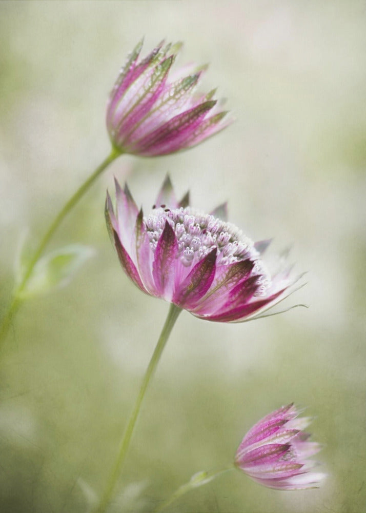 Astrantia | Canvas