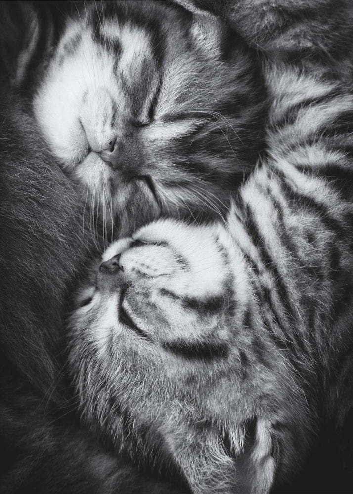 Yin en Yang | Canvas
