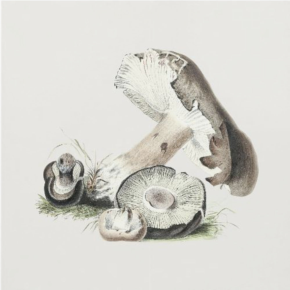 Vintage Agaricus Augustus-paddestoel | Canvas