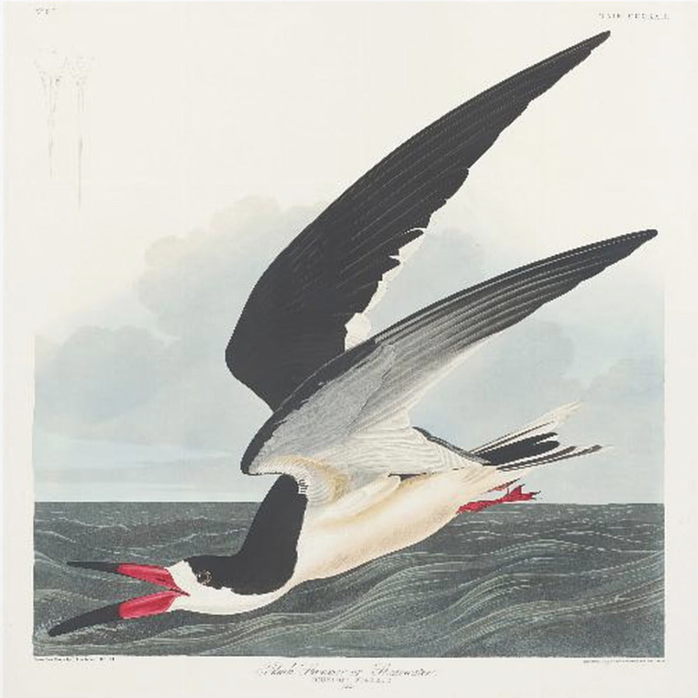 Zwarte schaarbek uit Birds of America (1827) | Canvas