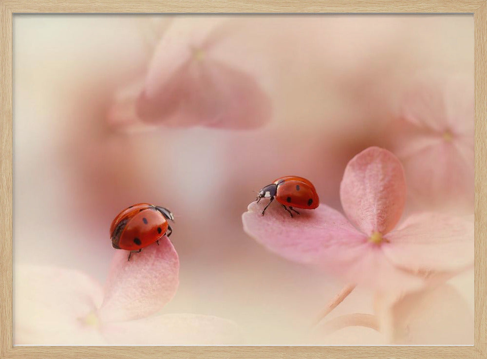 Lieveheersbeestjes op roze hortensia. | Poster
