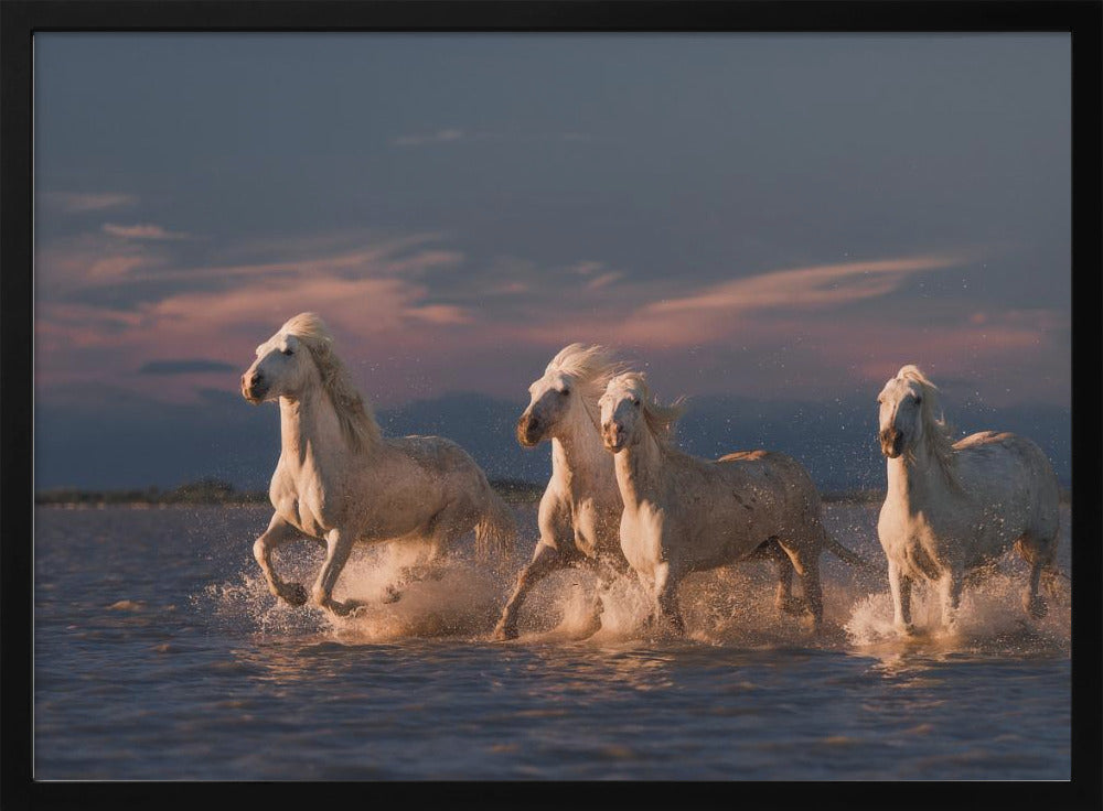 Engelen van de Camargue | Poster
