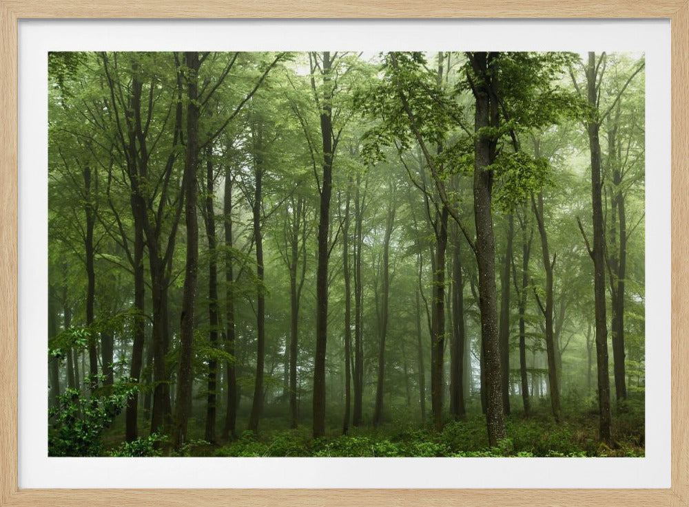 Forest... | Poster