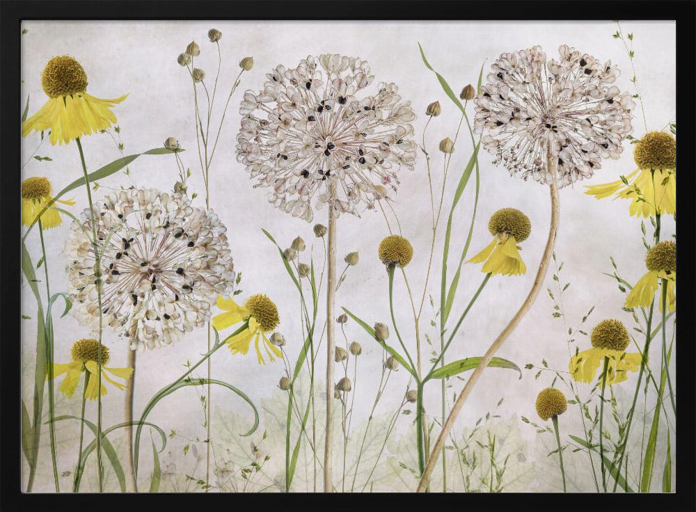 Alliums en heleniums | Poster
