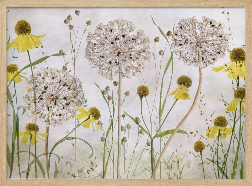 Alliums en heleniums | Poster