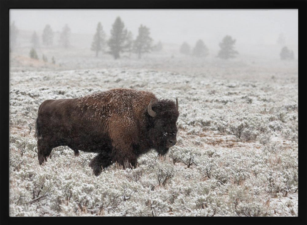 Yellowstone in de late herfst | Poster