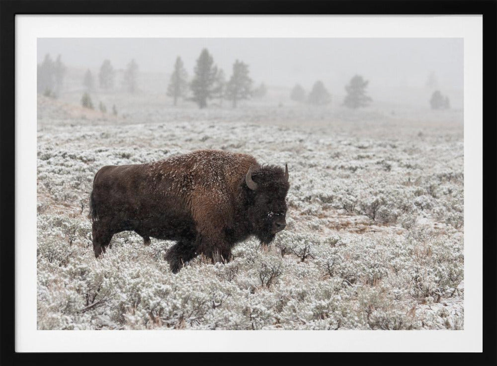 Yellowstone in de late herfst | Poster