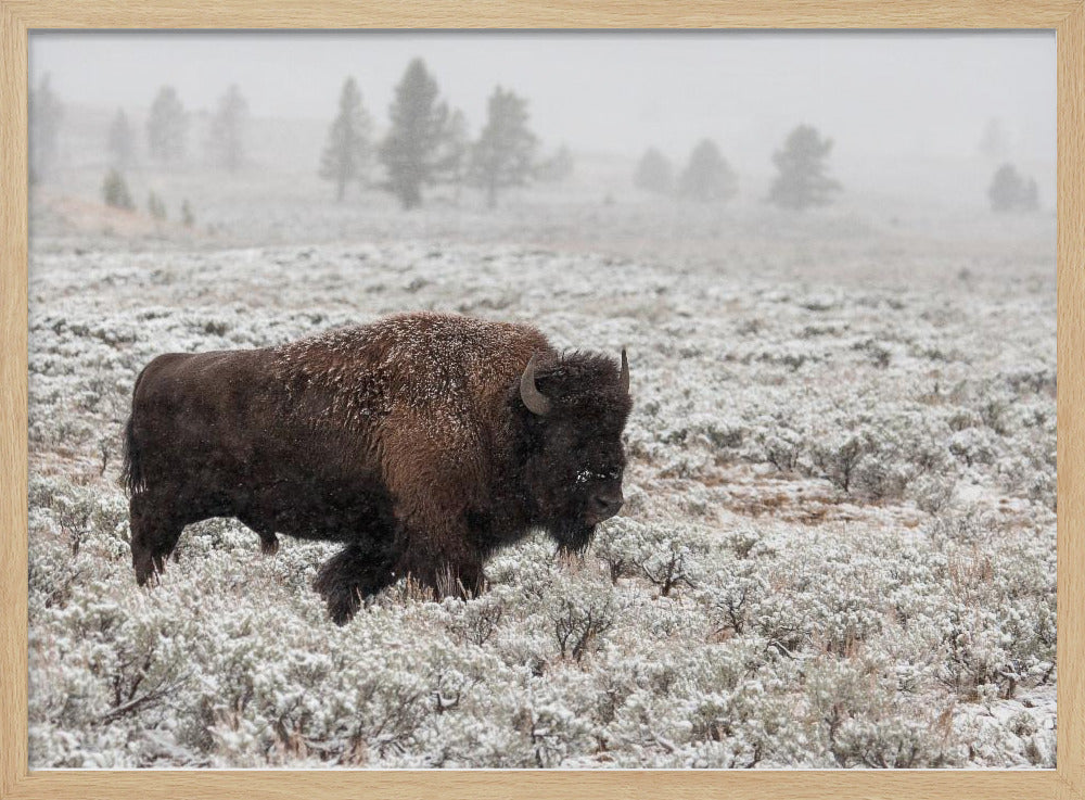 Yellowstone in de late herfst | Poster