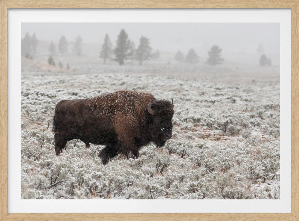Yellowstone in de late herfst | Poster
