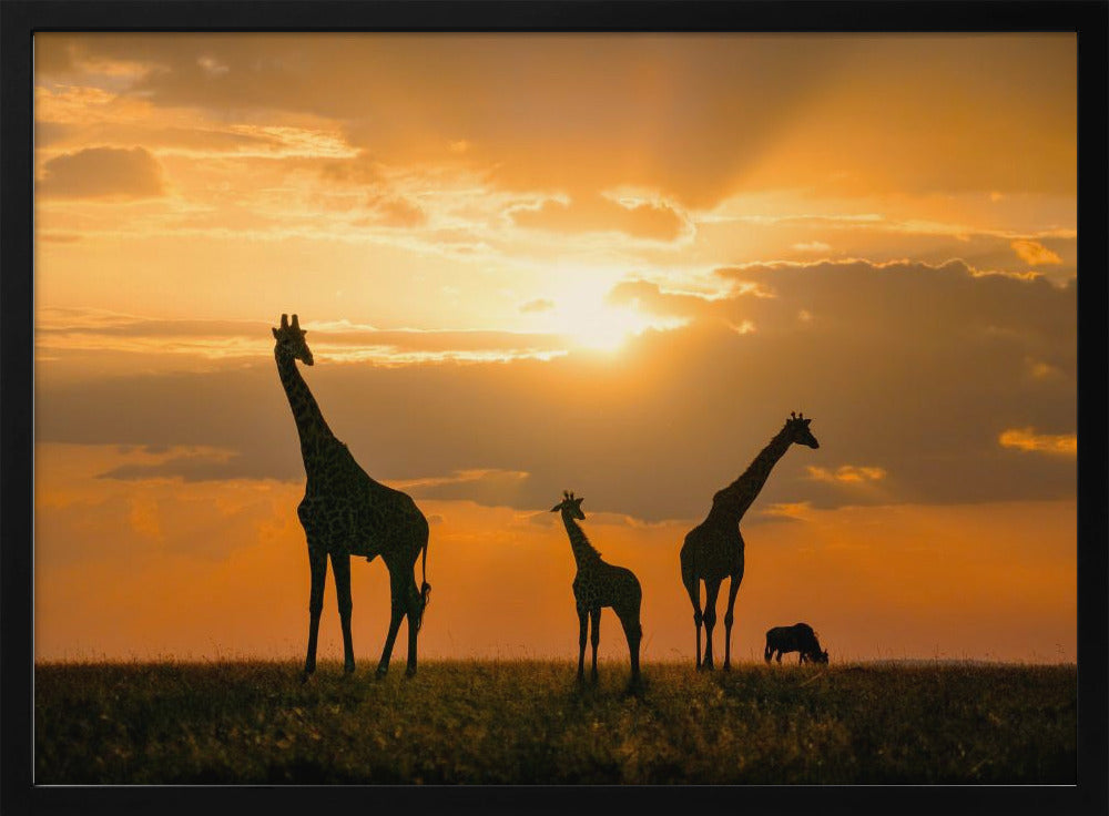 Gouden Afrika | Poster