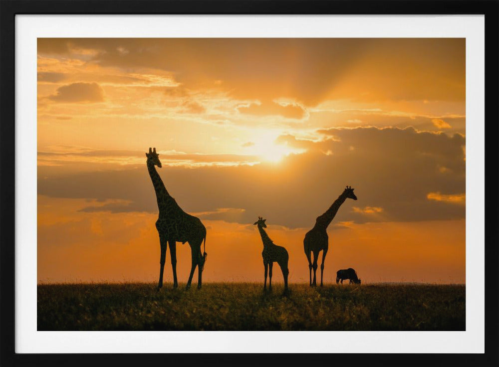 Gouden Afrika | Poster