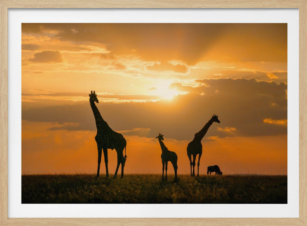 Gouden Afrika | Poster
