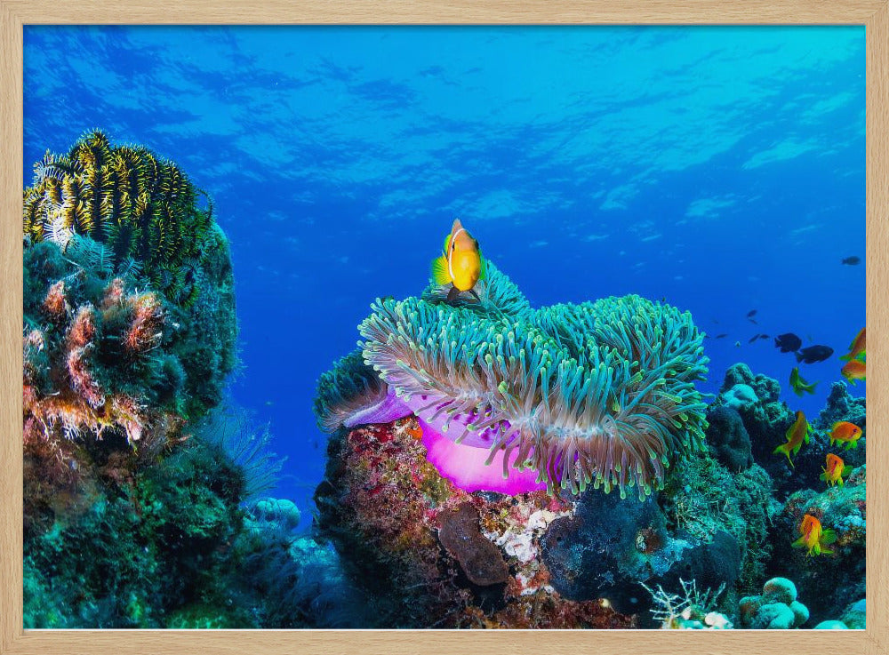 Sea life | Poster