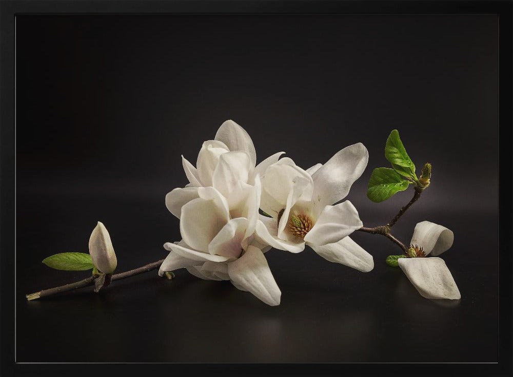 Magnolia | Poster