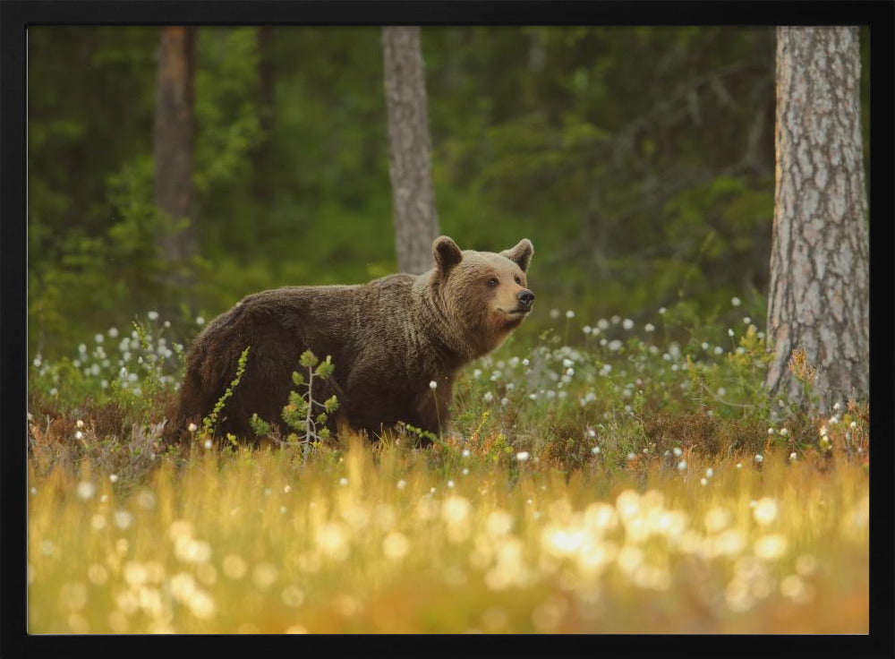 Brown Bear | Poster