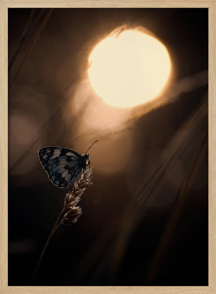 Communie met les astres | Poster