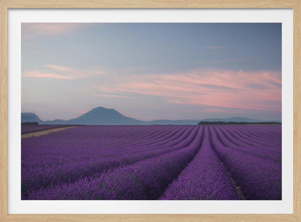 Lavendelveld | Poster