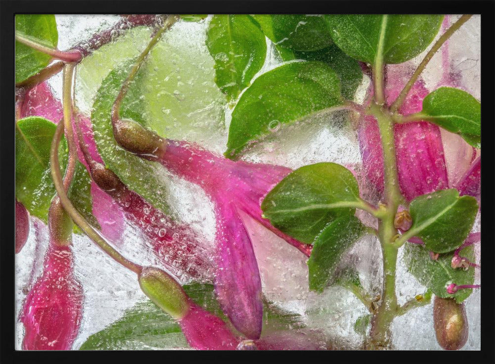 Fuchsia bevriezing | Poster