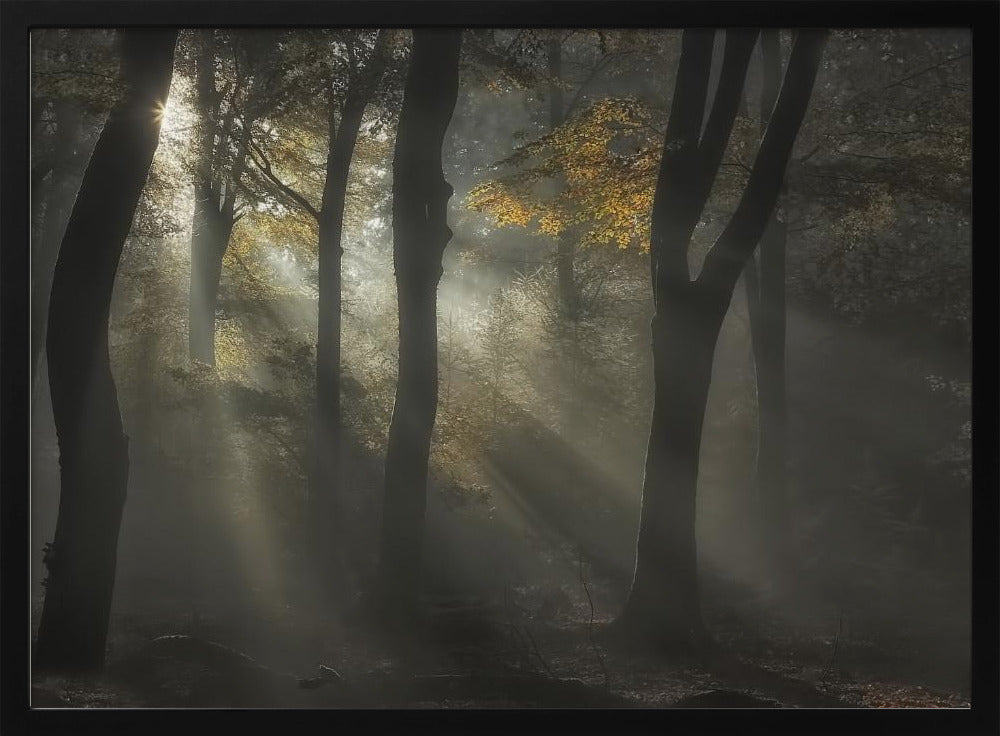 Sunbeam | Poster