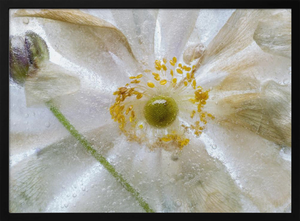 Bloemen bevriezen | Poster