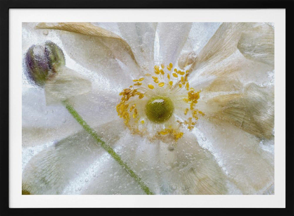Bloemen bevriezen | Poster