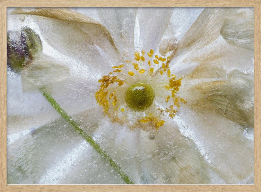 Bloemen bevriezen | Poster